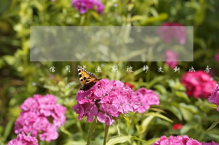 信用卡逾期被移交到法务部 信用卡逾期被移交到法务部