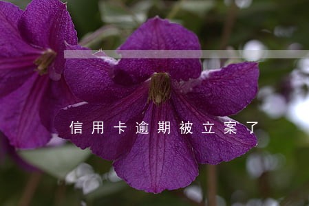 信用卡逾期被立案了 信用卡逾期被立案了