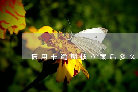 信用卡逾期被立案后多久会抓人 信用卡逾期被立案后多久会抓人