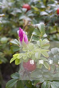 信用卡逾期被经侦传唤会怎么样 信用卡逾期被经侦传唤会怎么样