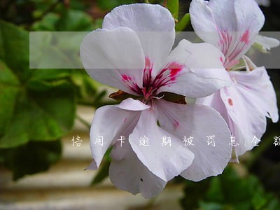 信用卡逾期被罚息全额 信用卡逾期被罚息全额