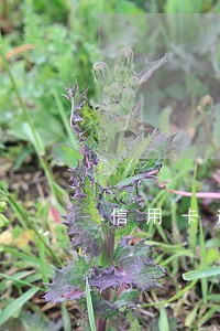 信用卡逾期被翻倍了怎么办