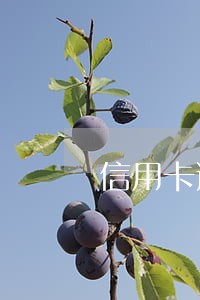 信用卡逾期被自动划走能追回吗
