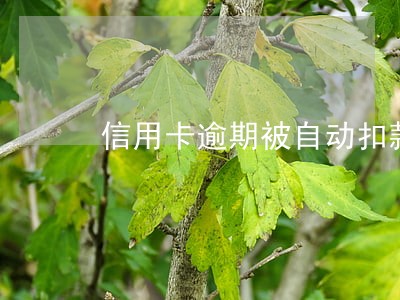 信用卡逾期被自动扣款算本金吗 信用卡逾期被自动扣款算本金吗