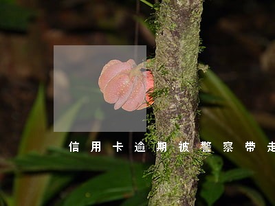 信用卡逾期被警察带走了 信用卡逾期被警察带走了