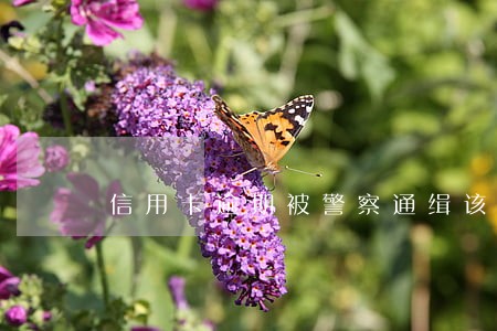 信用卡逾期被警察通缉该怎么办 信用卡逾期被警察通缉该怎么办