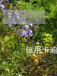 信用卡逾期被警方传唤注意什么