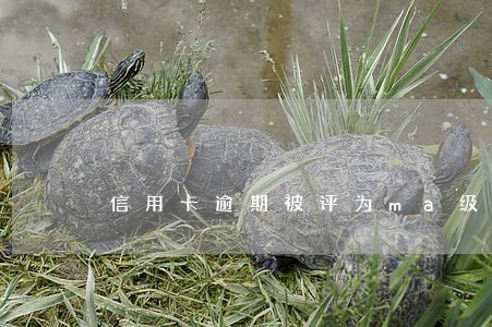 信用卡逾期被评为ma级什么意思 信用卡逾期被评为ma级什么意思