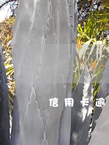 信用卡逾期被谈话内容