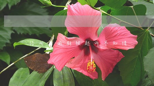 信用卡逾期被起诉不知情 信用卡逾期被起诉不知情