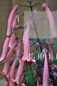 信用卡逾期被起诉了严不严重 信用卡逾期被起诉了严不严重