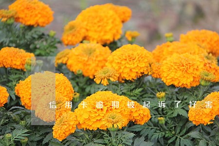 信用卡逾期被起诉了好害怕紧张 信用卡逾期被起诉了好害怕紧张