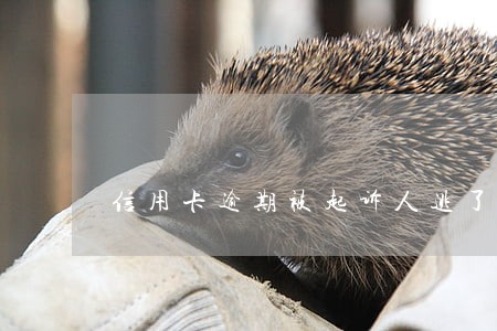 信用卡逾期被起诉人逃了 信用卡逾期被起诉人逃了