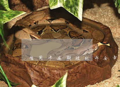信用卡逾期被起诉会牵连妻儿吗 信用卡逾期被起诉会牵连妻儿吗