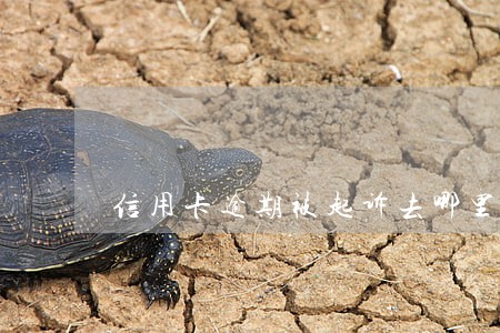 信用卡逾期被起诉去哪里还款 信用卡逾期被起诉去哪里还款