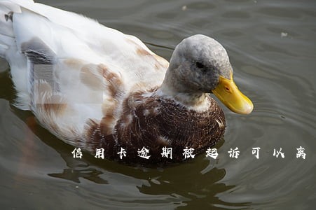 信用卡逾期被起诉可以离婚吗
