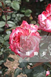 信用卡逾期被起诉地点 信用卡逾期被起诉地点