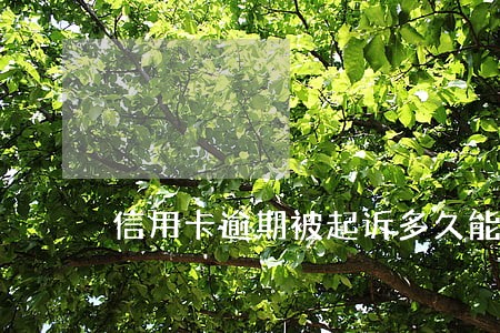 信用卡逾期被起诉多久能办理 信用卡逾期被起诉多久能办理