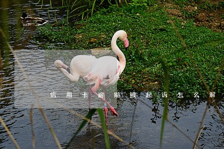 信用卡逾期被起诉怎么解决 信用卡逾期被起诉怎么解决