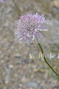 信用卡逾期被起诉打什么电话协商