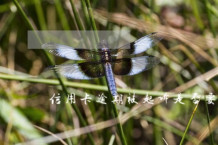 信用卡逾期被起诉是否要告知配偶 信用卡逾期被起诉是否要告知配偶