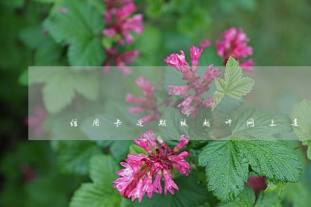 信用卡逾期被起诉网上通缉怎么办 信用卡逾期被起诉网上通缉怎么办