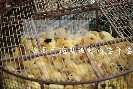 信用卡逾期被起诉要不要去法庭