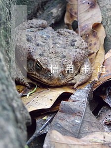信用卡逾期被起诉车子已经卖了 信用卡逾期被起诉车子已经卖了