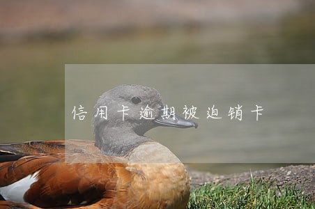 信用卡逾期被迫销卡 信用卡逾期被迫销卡