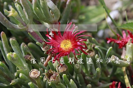 信用卡逾期被通知准备身份证