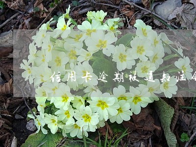 信用卡逾期被通知注销