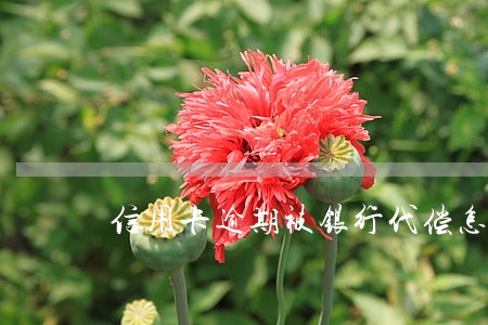 信用卡逾期被银行代偿怎么办 信用卡逾期被银行代偿怎么办