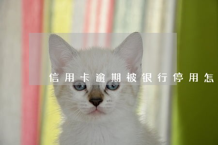 信用卡逾期被银行停用怎么办 信用卡逾期被银行停用怎么办