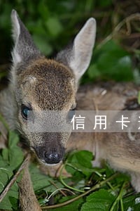 信用卡逾期被银行叫去协商 信用卡逾期被银行叫去协商