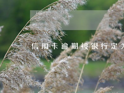 信用卡逾期被银行定为坏账