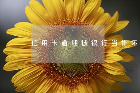 信用卡逾期被银行当作坏账 信用卡逾期被银行当作坏账