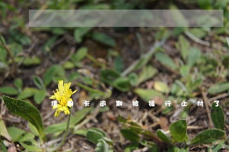 信用卡逾期被银行止付了 信用卡逾期被银行止付了