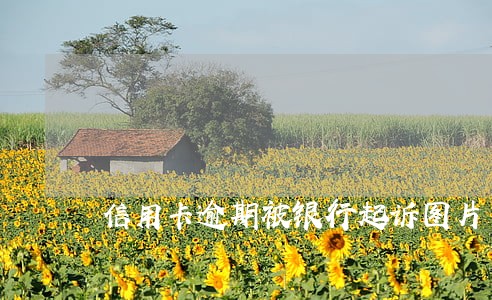 信用卡逾期被银行起诉图片 信用卡逾期被银行起诉图片