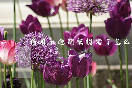信用卡逾期被锁定了怎么办 信用卡逾期被锁定了怎么办