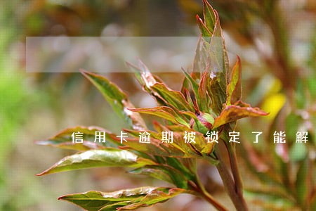 信用卡逾期被锁定了能解吗