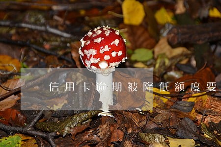 信用卡逾期被降低额度要怎么办 信用卡逾期被降低额度要怎么办