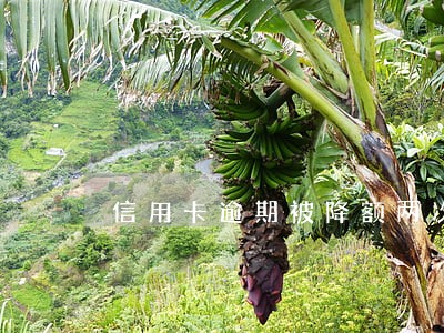 信用卡逾期被降额两次了 信用卡逾期被降额两次了