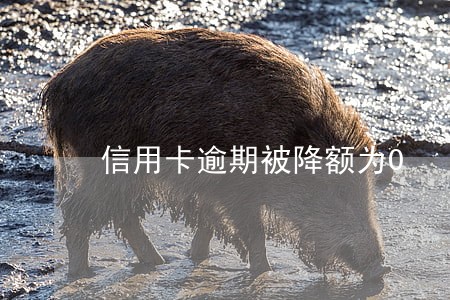 信用卡逾期被降额为0 信用卡逾期被降额为0