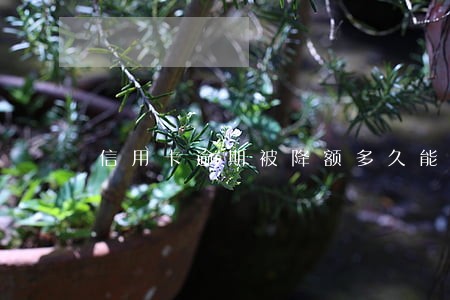 信用卡逾期被降额多久能恢复 信用卡逾期被降额多久能恢复
