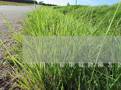 信用卡逾期被降额怎么恢复 信用卡逾期被降额怎么恢复