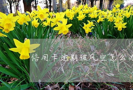 信用卡逾期被风空怎么办 信用卡逾期被风空怎么办