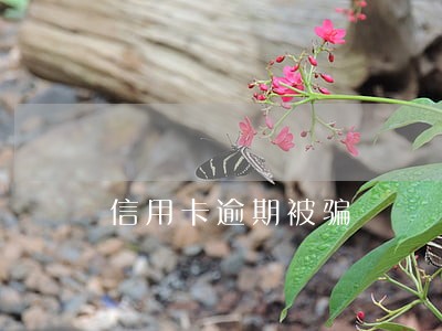 信用卡逾期被骗 信用卡逾期被骗