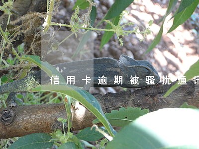 信用卡逾期被骚扰通讯录 信用卡逾期被骚扰通讯录