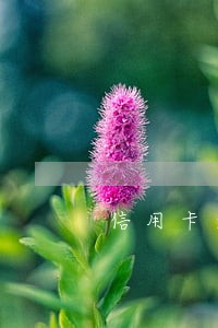 信用卡逾期装修贷能办吗 信用卡逾期装修贷能办吗