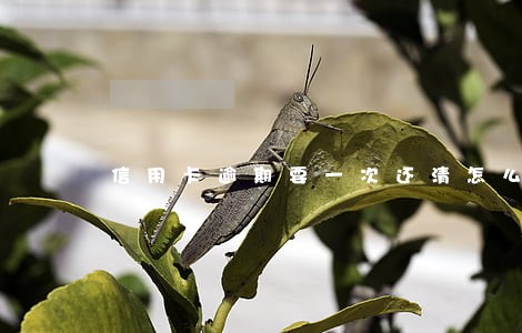 信用卡逾期要一次还清怎么办 信用卡逾期要一次还清怎么办